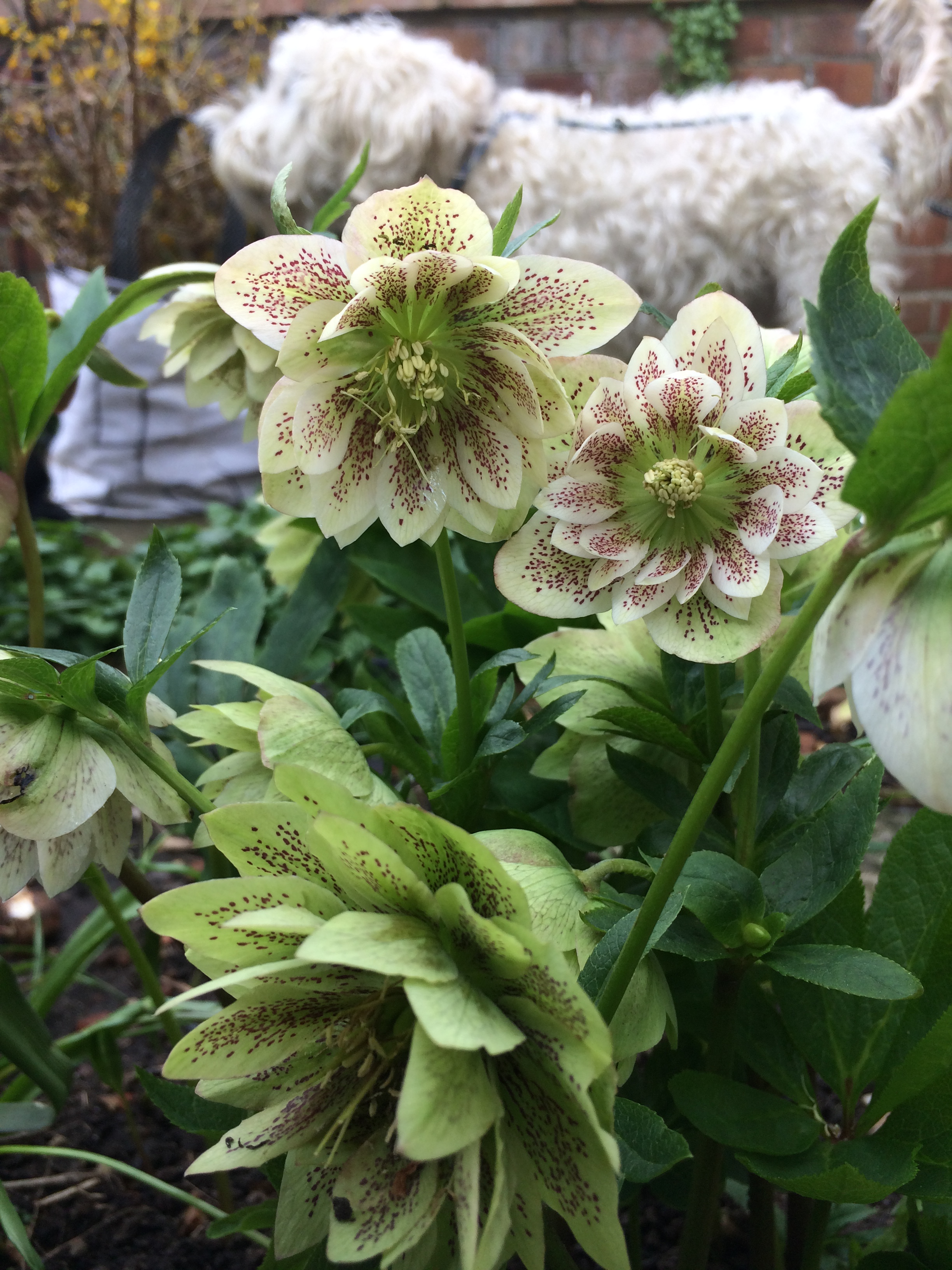 1F5FB971-8E62-4B08-A2BF-A3A6DFB5E504